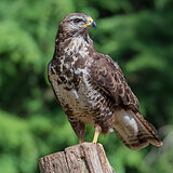 Birds of prey